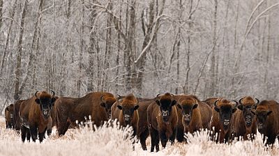 European bison were extinct in the wild 100 years ago. European bison were extinct in the wild 100 years ago.
