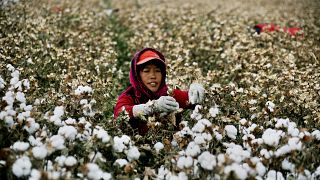 Çin'in Sincan eyaletindeki pamuk tarlaları