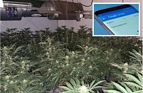 Police eventually discovered a cannabis farm in a village in North East England