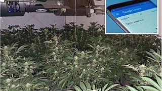 Police eventually discovered a cannabis farm in a village in North East England