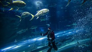 Diving Santa Claus brings festive spirit to Rio de Janiero aquarium
