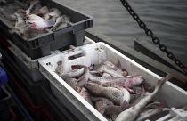 EU-Fischerei-Rat tagt mit Brexit als Damokles-Schwert