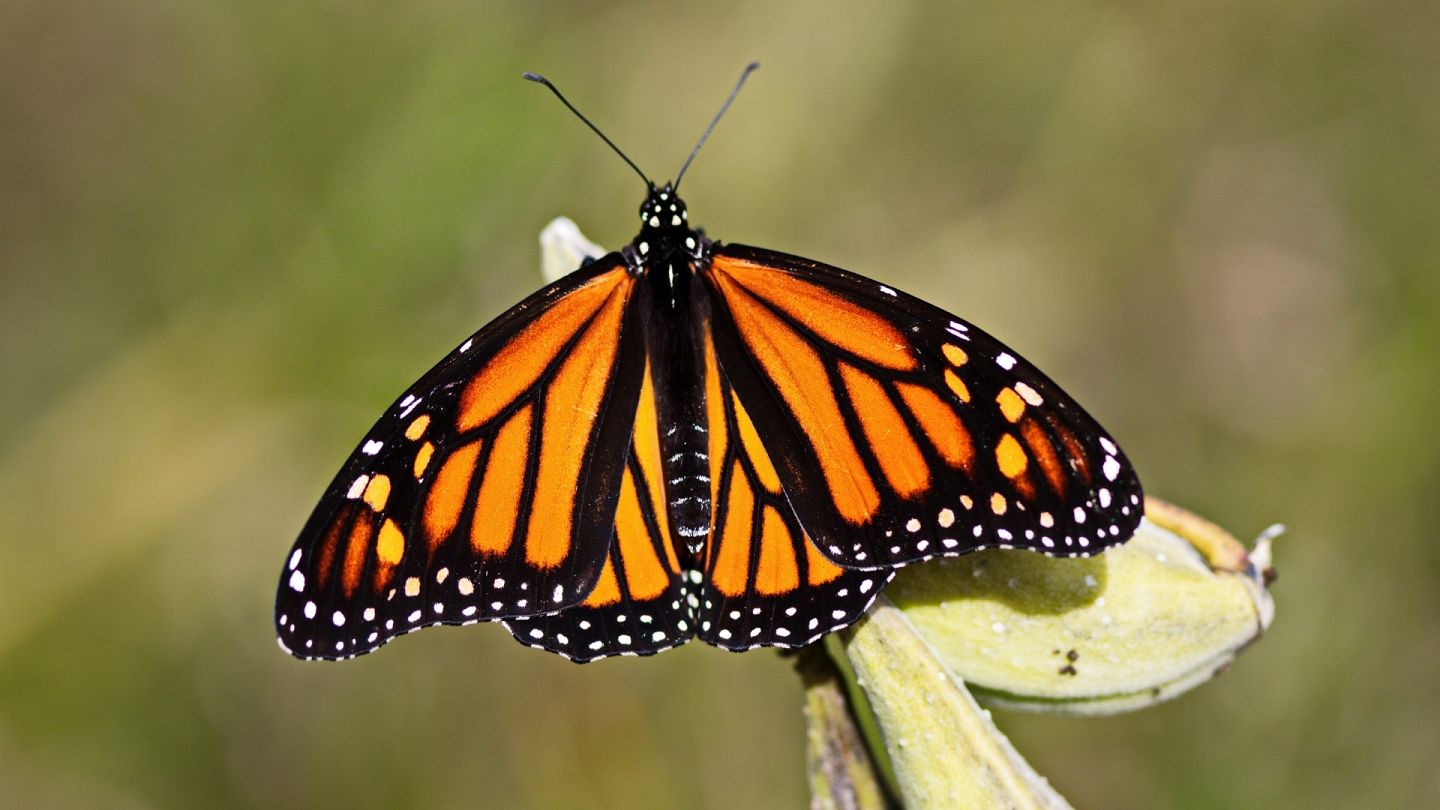 Monarch butterfly population moves closer to extinction