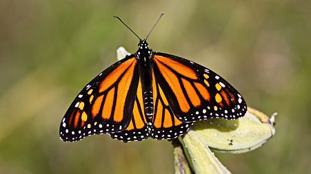 The monarch butterfly species is in decline.