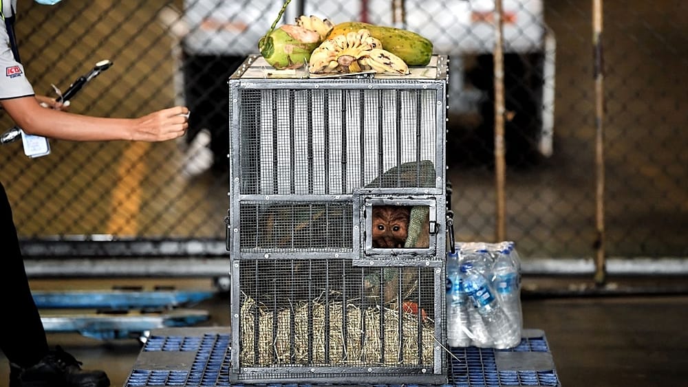 Two orangutans fly home after being rescued from illegal traffickers - Vimarsana News