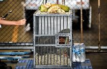 A Sumatran orangutan sits in a cage before being repatriated from Thailand to Indonesia.