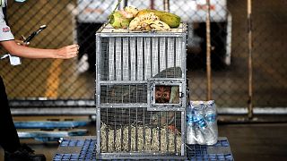 A Sumatran orangutan sits in a cage before being repatriated from Thailand to Indonesia. 