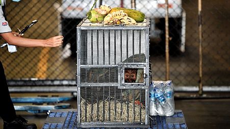 A Sumatran orangutan sits in a cage before being repatriated from Thailand to Indonesia.