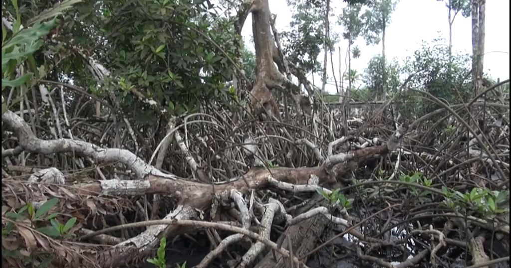 The mangrove in danger in the north of Libreville