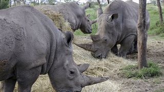 La protection du rhinocéros à l'épreuve de la Covid-19