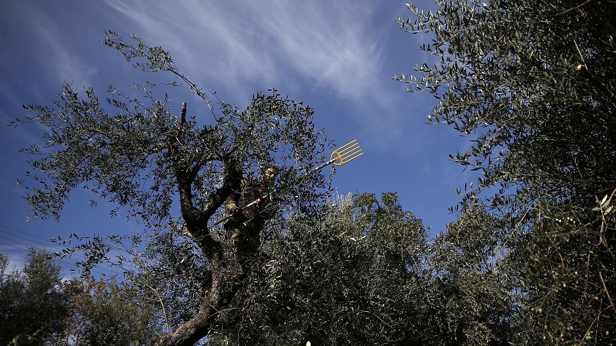 Olivenernte in einem kleinen Betrieb in der griechischen Region Kalamata