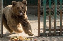 The last remaining animals from Marghazar Zoo, bears Bubloo and Suzie, have been rescued.