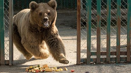 The last remaining animals from Marghazar Zoo, bears Bubloo and Suzie, have been rescued.
