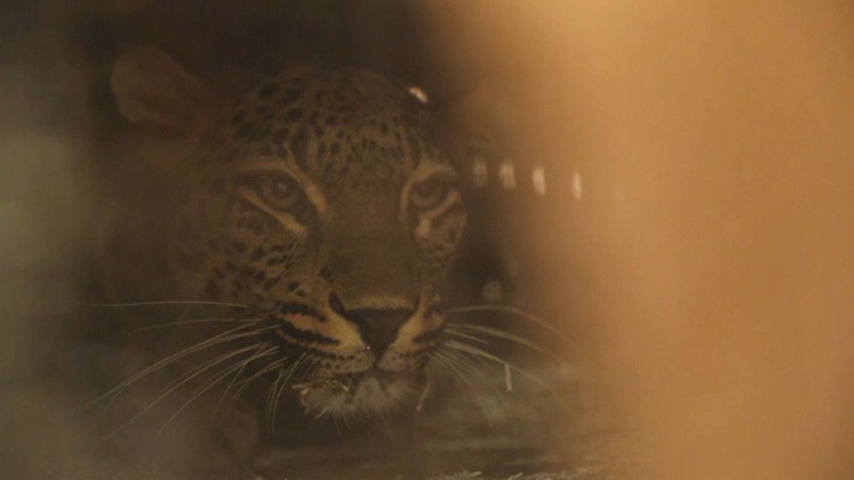 Леопарды из Швеции: кадр из видео AP