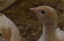 Les dindes de l'élevage biologique de Weibern en Autriche