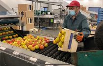 Belgium fruit production, December 2020.