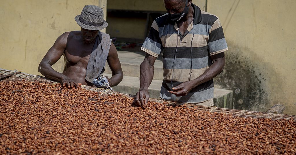 Le commerce du cacao peu lucratif pour les producteurs ghanéens