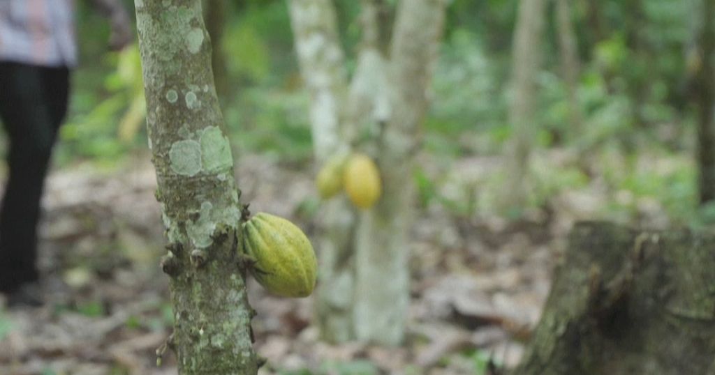'The future is very poor': Ghana cocoa farmers decry low prices 