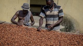 Le commerce du cacao peu lucratif pour les producteurs ghanéens