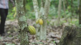 'The future is very poor': Ghana cocoa farmers decry low prices 