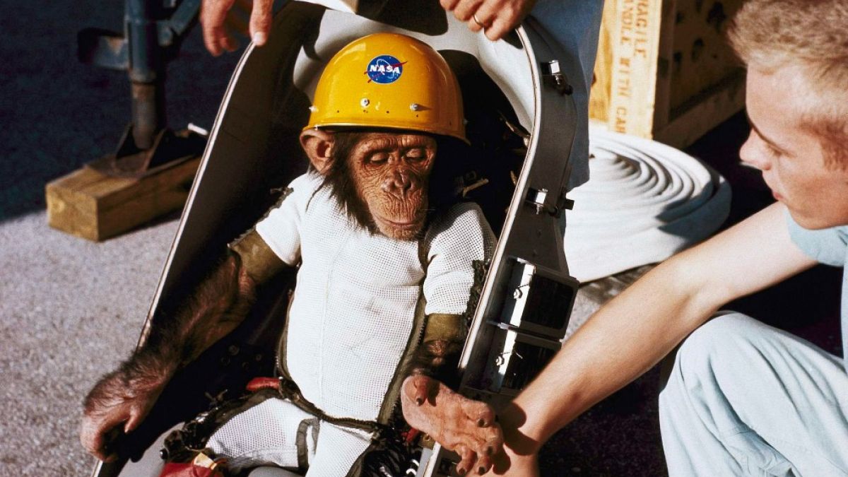 NASA'nın 1961 yılında uzaya gönderdiği şempanze Ham.