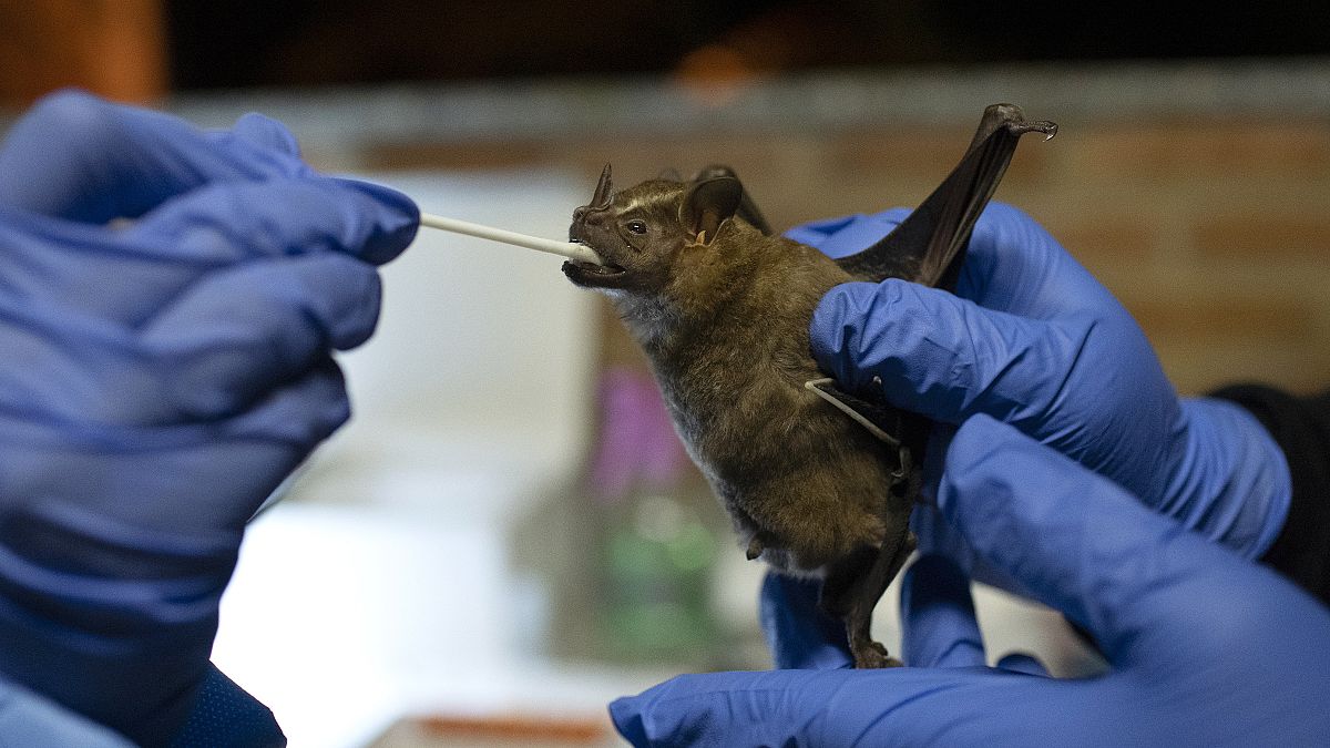 عالم من معهد فيوكروز في البرازيل يأخذ عينة مسحة من خفاش تم التقاطه من الغابة. 