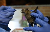 عالم من معهد فيوكروز في البرازيل يأخذ عينة مسحة من خفاش تم التقاطه من الغابة.