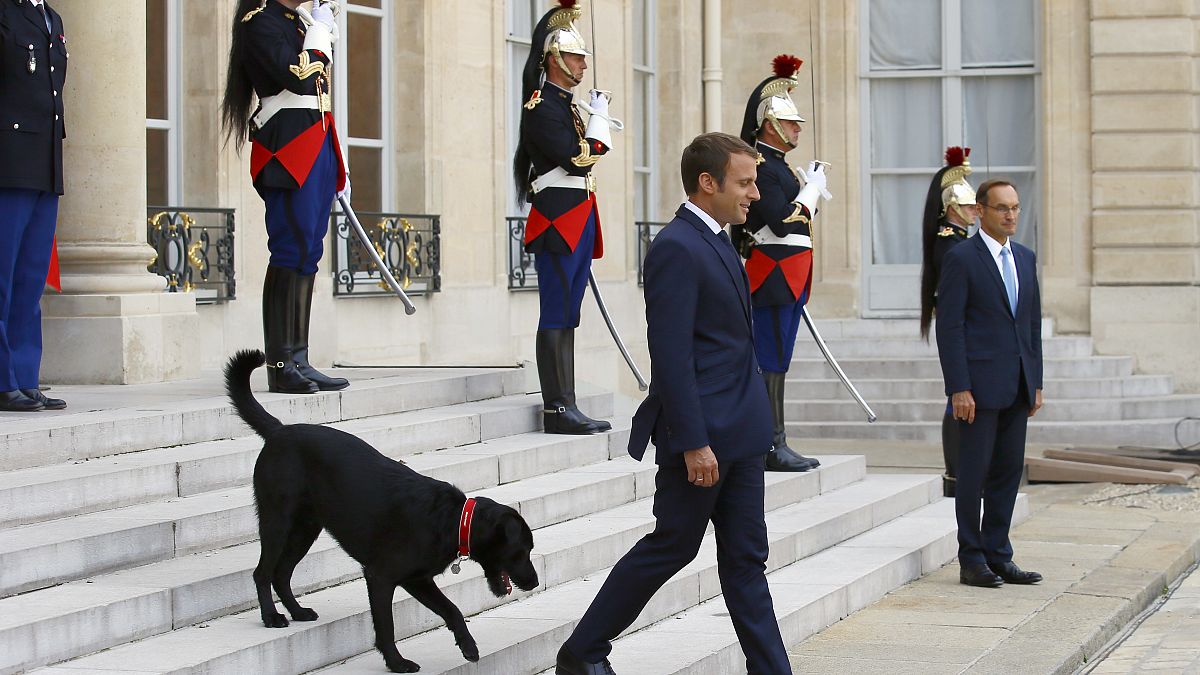 الرئيس الفرنسي إيمانويل ماكرون على درجات قصر الإليزيه، مع كلبه المتبنى نيمو. 
