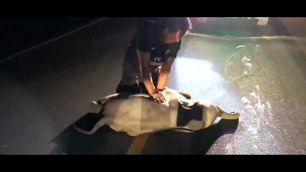إنقاذ فيل رضيع بعد حادث اصطدام مع دراجة نارية
