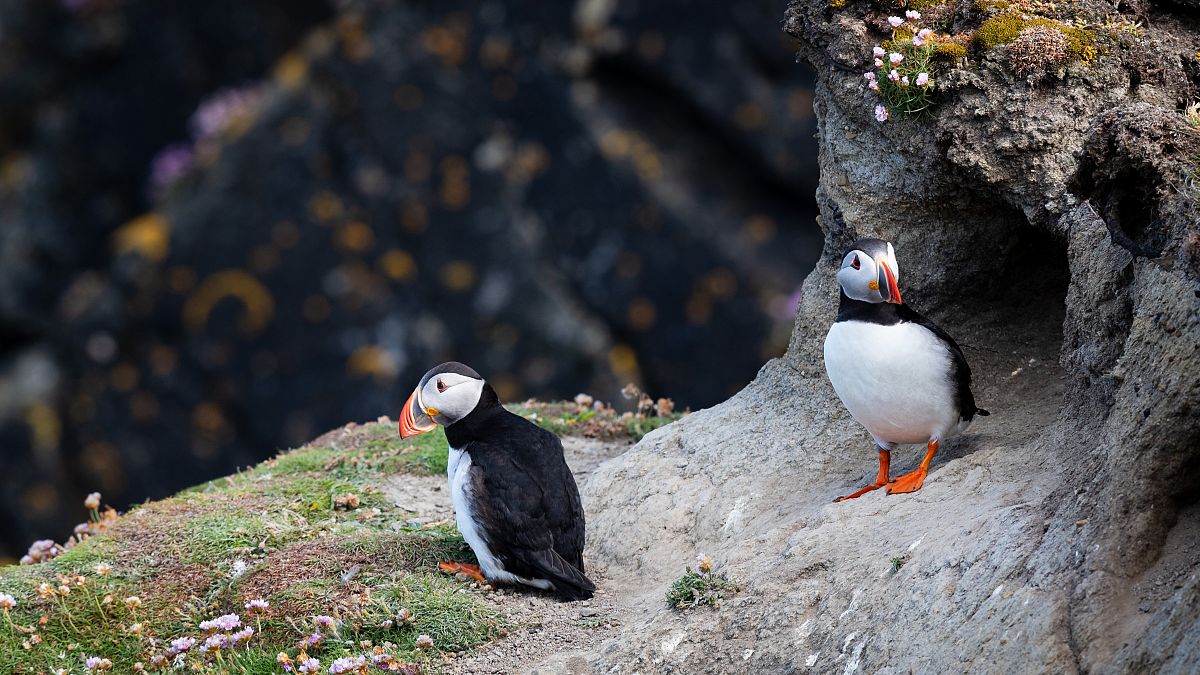 Puffins are native to the Isle of Foula