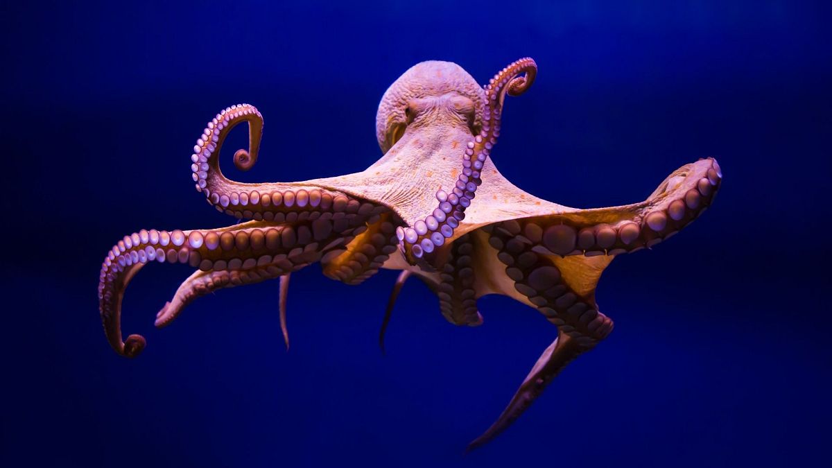 Octopuses punch when they are hungry and angry, study reveals | Euronews