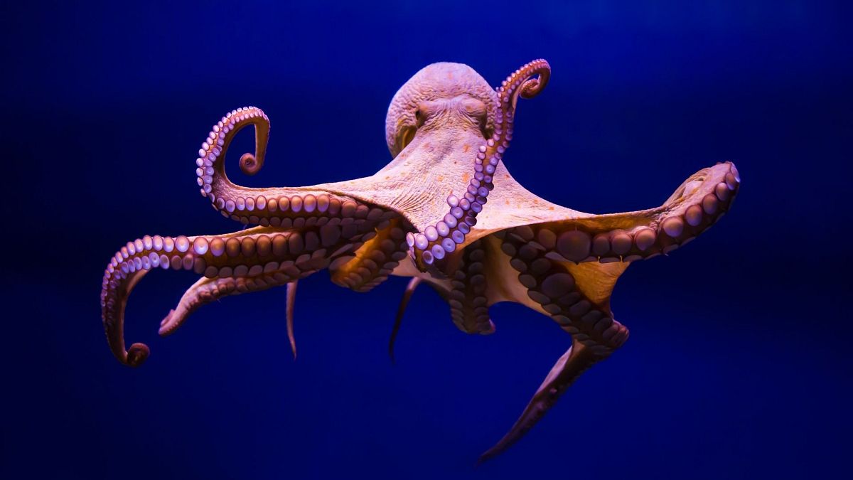 Octopuses have been found to punch fish, according to new study