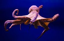 Octopuses have been found to punch fish, according to new study