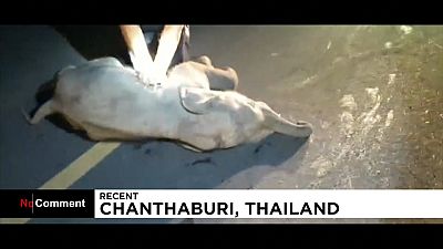 Eléphanteau secouru en Thaïlande