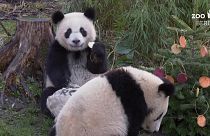 Berlin Hayvanat Bahçesi'nde pandalar, kutup ayıları ve yavru aslanlara Noel kutlaması