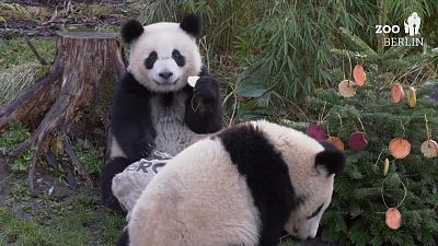 Berlin Hayvanat Bahçesi'nde pandalar, kutup ayıları ve yavru aslanlara Noel kutlaması 