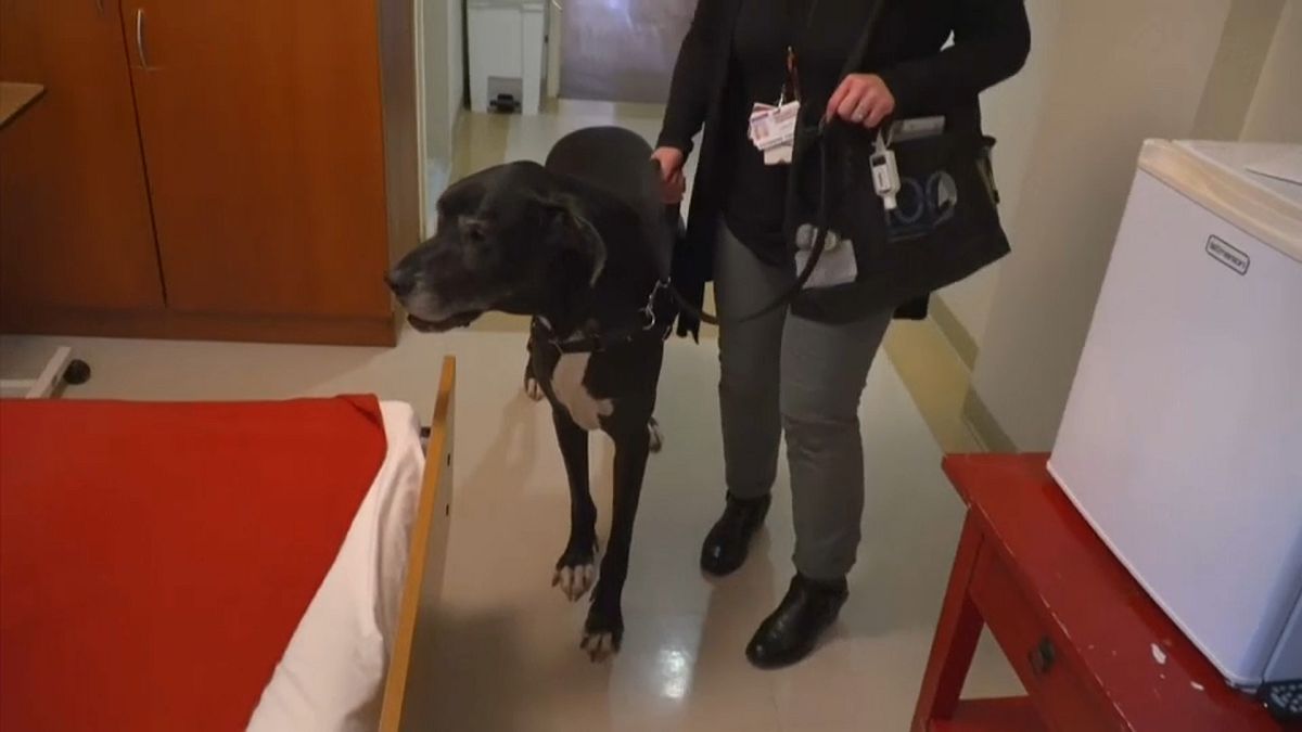 En maison de retraite, la "dog thérapie" soulage les résidents