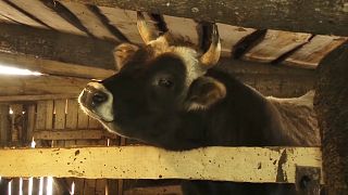 Приют для коров "Гошала" в Татарстане