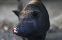Вьетнамская вислобрюхая свинья в Сан-Хуане
