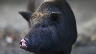 Вьетнамская вислобрюхая свинья в Сан-Хуане
