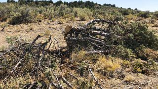 Afrique du Sud : les pins sauvages chassés par les environnementalistes