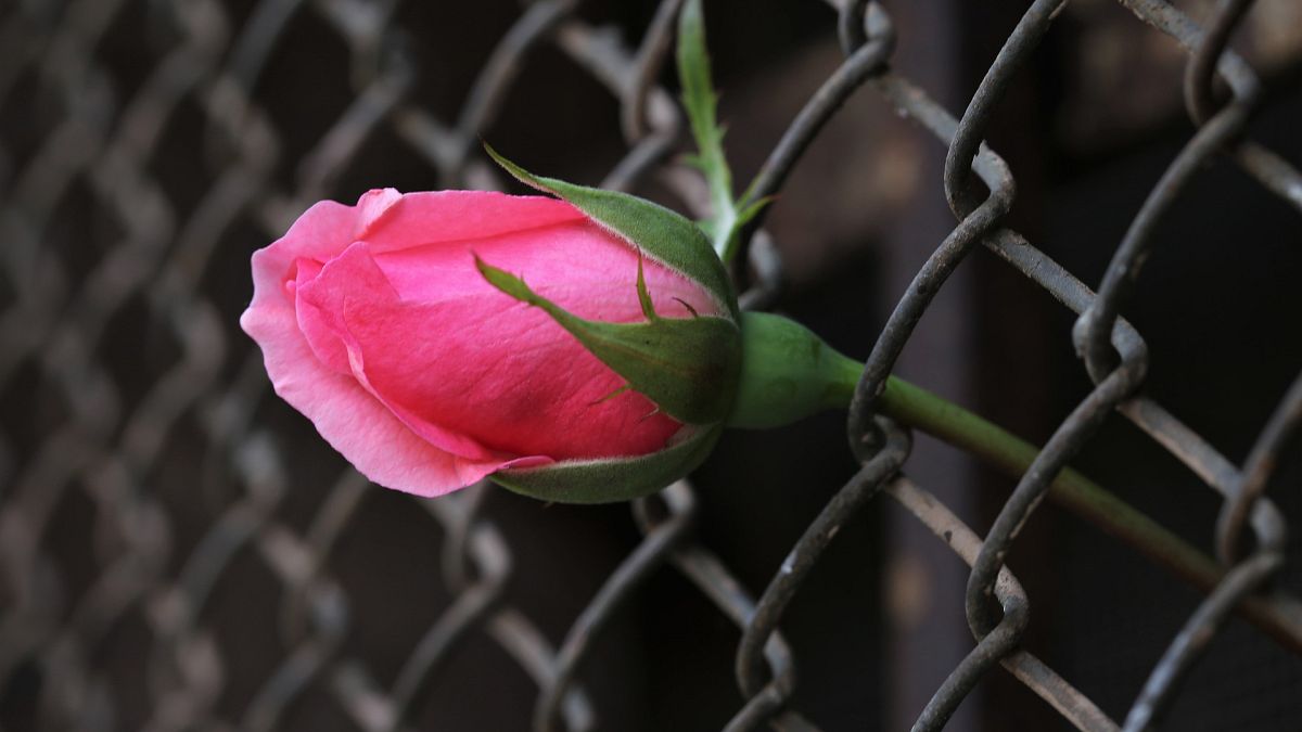 منسقة أزهار تساعد سجناء هونغ كونغ على إرسال الهدايا إلى ذويهم