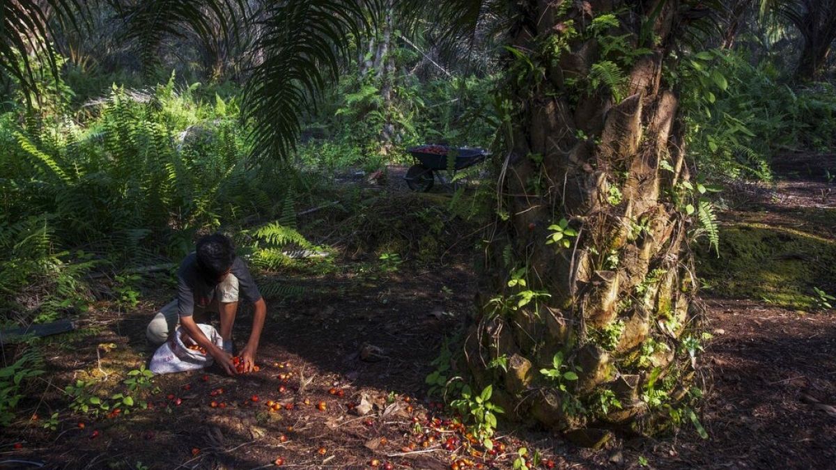 Egy fiú gyűjti a lehullott pálmamagot Szumátrán 