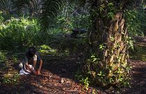 Egy fiú gyűjti a lehullott pálmamagot Szumátrán