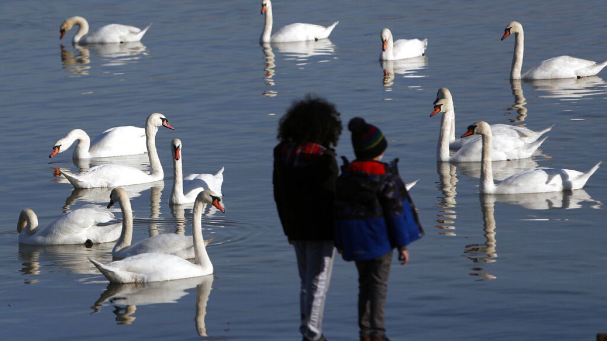 Children watch swans on the bank