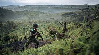 RDC : le parc de Kahuzi-Biega bloqué par des Rangers en grève