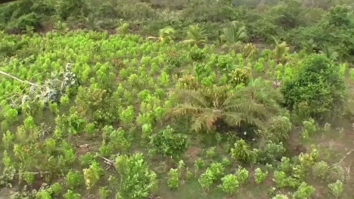 Colombia elimina a mano 130.000 hectáreas de planta de coca en 2020