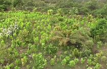 Plantações de folha de coca - Colômbia