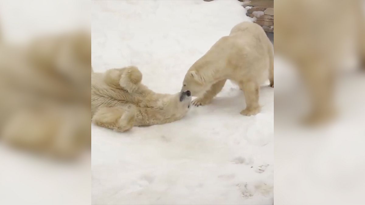 Two polar bears are playing in the snow in the San Diego Zoo