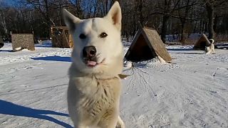 „Heiliges Russisches Heulen": Ein bisschen Wolf, Husky und Laika